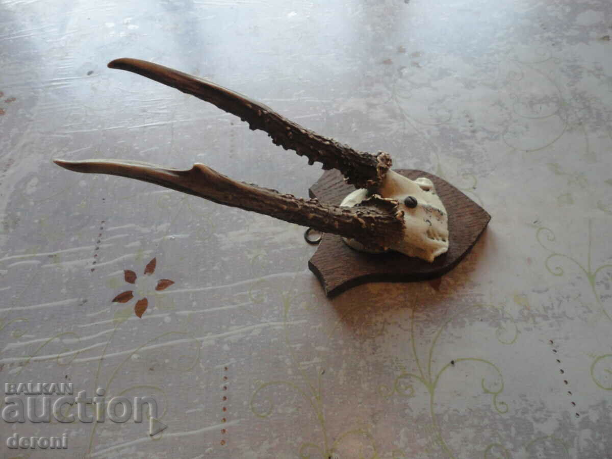 Auction  Antique hunting trophy 19th century