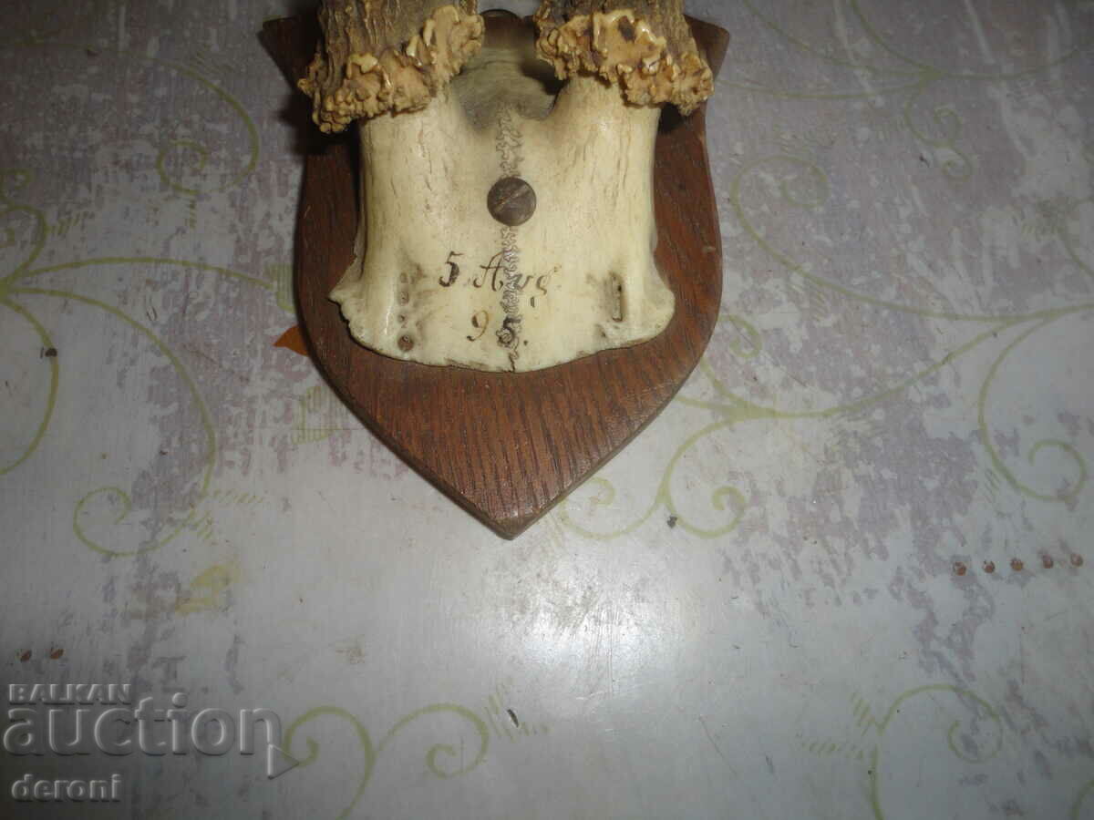 Delivery of Antique hunting trophy 19th century