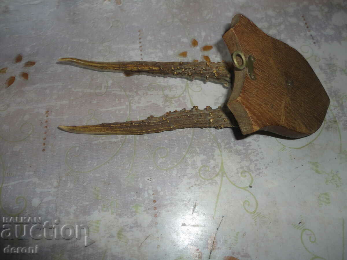 Antique hunting trophy 19th century - 7