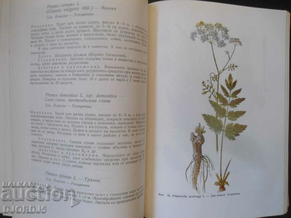 Auction PHYTO THERAPY, Herbal medicine Auction PHYTO THERAPY, Herbal medicine