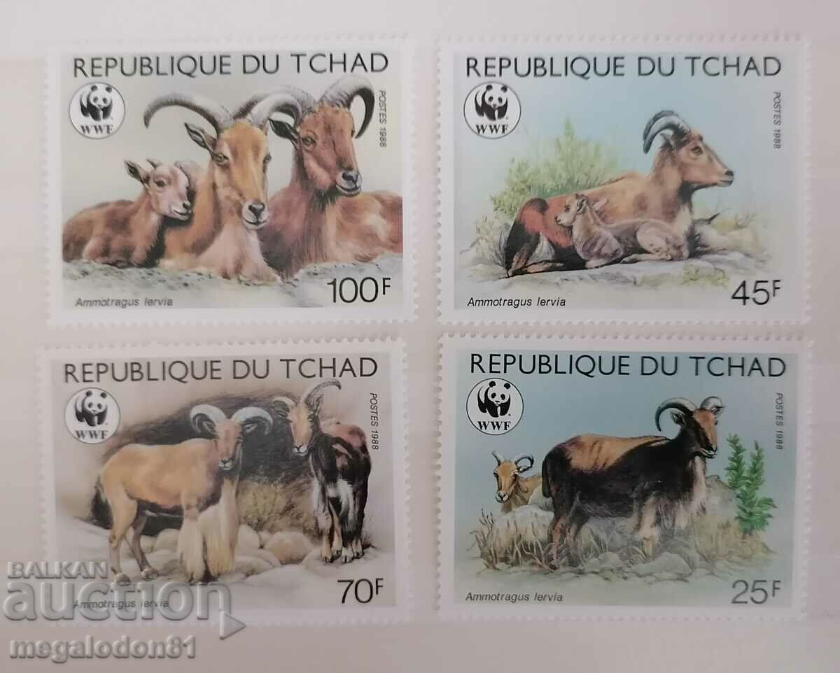 ЧАД - фауна, берберска дива коза