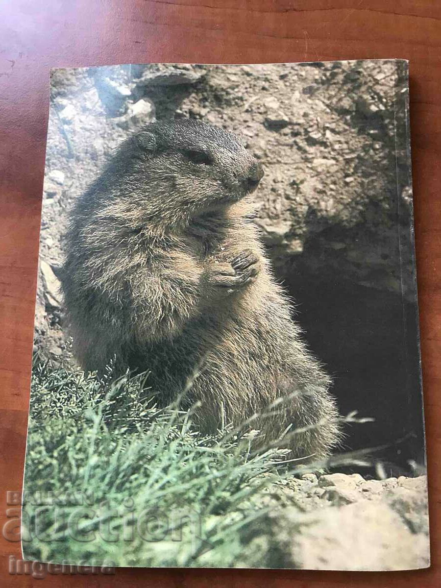 MAGAZINE BOOKLET "PIFOU" with price 4.00 BGN | € 2.05 MAGAZINE BOOKLET "PIFOU" with price 4.00 BGN | € 2.05