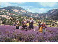 Franta - Provence - etnografie - recoltarea lavandei - c.1980