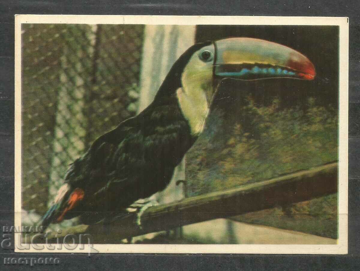 Tucan - Bird - Fauna - Russia - Post card - A 3119