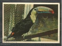 Tucan - Bird - Fauna - Russia - Post card - A 3119