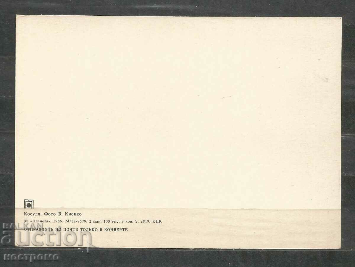 Fauna - Russia - Post card - A 3120 with price 0.70 BGN | € 0.36 Fauna - Russia - Post card - A 3120 with price 0.70 BGN | € 0.36