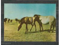 Horses - Fauna - Russia - Post card - A 3121