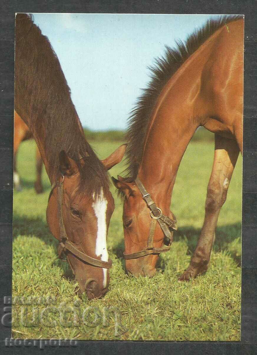 Άλογα - Πανίδα - Πολωνία - Καρτ ποστάλ - A 3122