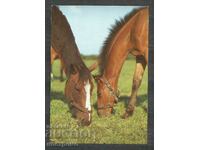 Horses - Fauna - Poland - Post card - A 3122