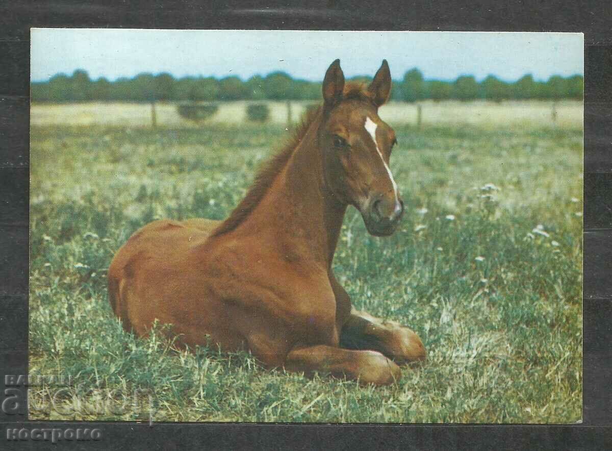 Horses - Fauna - Poland - Post card - A 3123