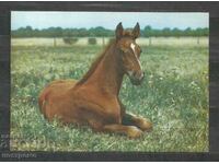 Horses - Fauna - Poland - Post card - A 3123