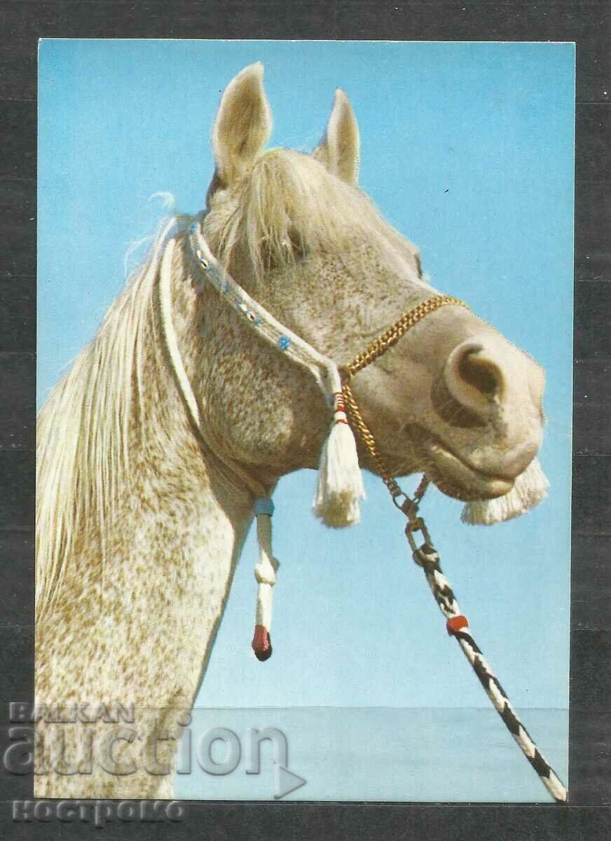 Horses -  Fauna -  Poland -   Post  card - A 3124