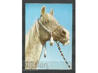 Horses - Fauna - Poland - Post card - A 3124