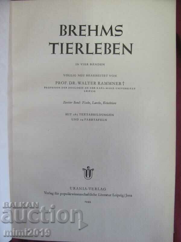 1956 Science Book Illustrations on Fish and Aquatic Inhabitants with price 90.00 BGN | € 46.02 1956 Science Book Illustrations on Fish and Aquatic Inhabitants with price 90.00 BGN | € 46.02