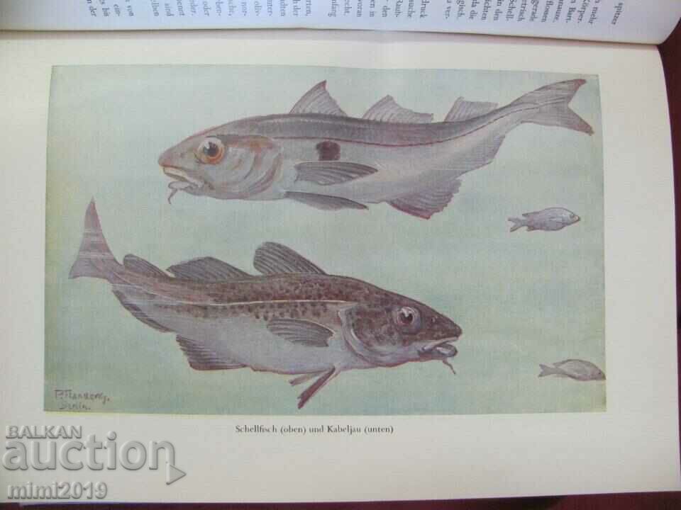Auction 1956 Science Book Illustrations on Fish and Aquatic Inhabitants Auction 1956 Science Book Illustrations on Fish and Aquatic Inhabitants