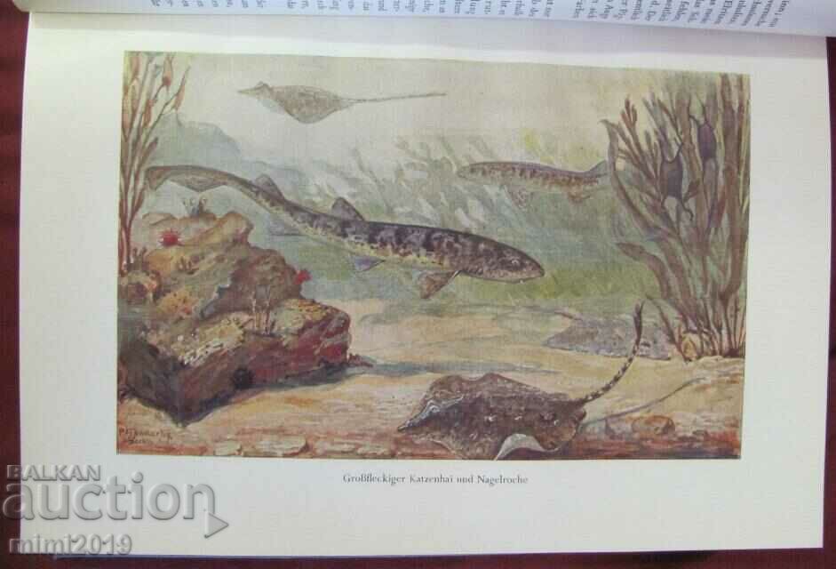 Delivery of 1956 Science Book Illustrations on Fish and Aquatic Inhabitants Delivery of 1956 Science Book Illustrations on Fish and Aquatic Inhabitants