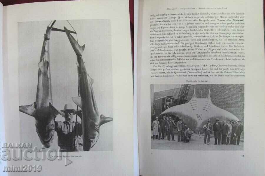 1956 Science Book Illustrations on Fish and Aquatic Inhabitants - 5 1956 Science Book Illustrations on Fish and Aquatic Inhabitants - 5