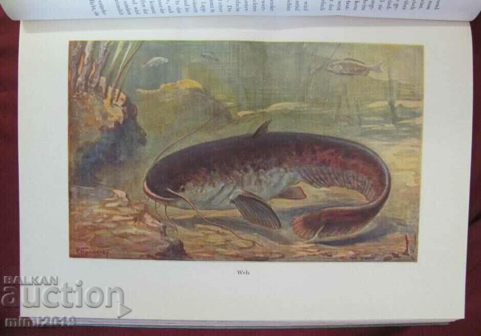 1956 Science Book Illustrations on Fish and Aquatic Inhabitants - 6 1956 Science Book Illustrations on Fish and Aquatic Inhabitants - 6