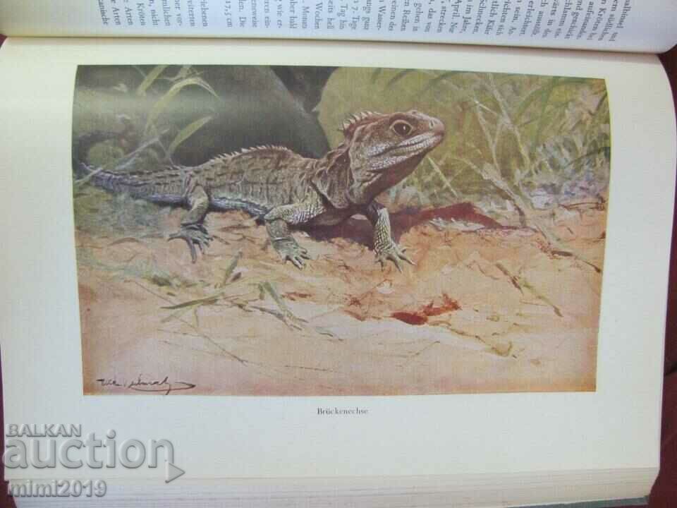 1956 Science Book Illustrations on Fish and Aquatic Inhabitants - 7 1956 Science Book Illustrations on Fish and Aquatic Inhabitants - 7