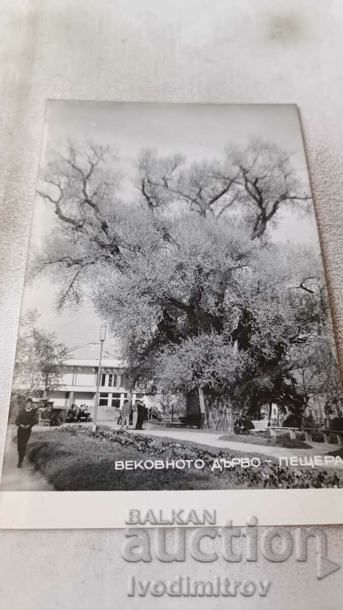 Пощенска картичка Пещера Вековното дърво