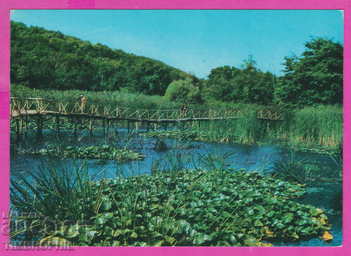307985 / Arcutino water lilies Akl 2001 Photo edition Bulgaria PK