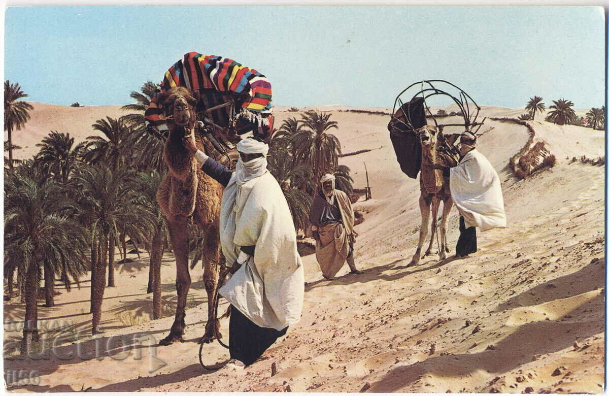 Algeria - Etnografie - Beduini - 1977