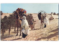 Алжир - етнография - бедуини - 1977