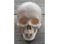 Plastic anatomical teaching model of a human skull
