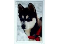 Καρτ ποστάλ Chic Siberian Husky 18.02.1997. ΑΛΠ..
