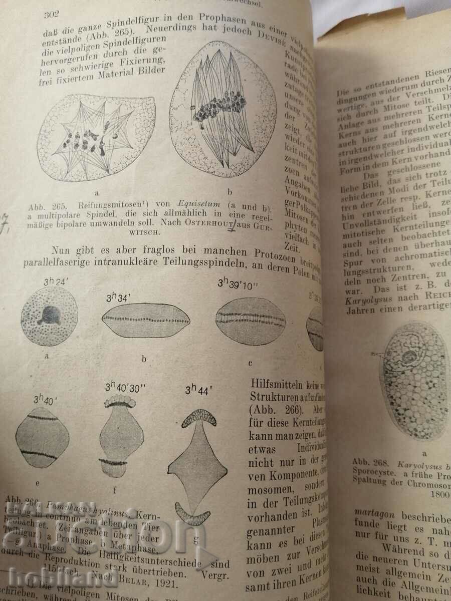 Cytology early 20th century - 6 Cytology early 20th century - 6