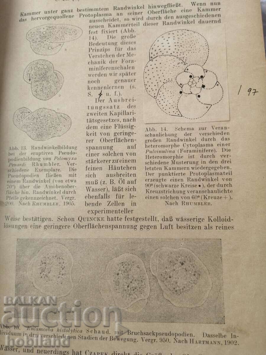 Cytology early 20th century - 7 Cytology early 20th century - 7