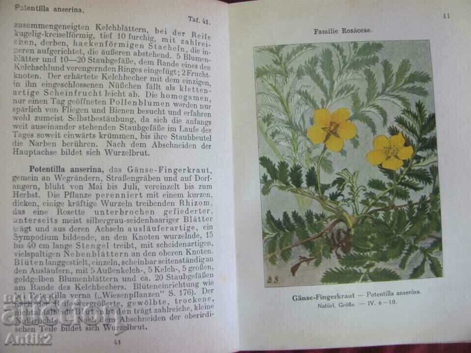 Auction Antique Book of Herbs Germany Auction Antique Book of Herbs Germany