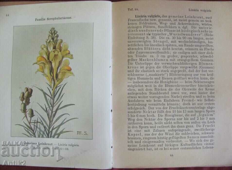 Antique Book of Herbs Germany - 7 Antique Book of Herbs Germany - 7