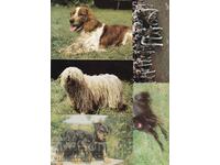 Cards with dogs, various. 50 pcs. for BGN 20