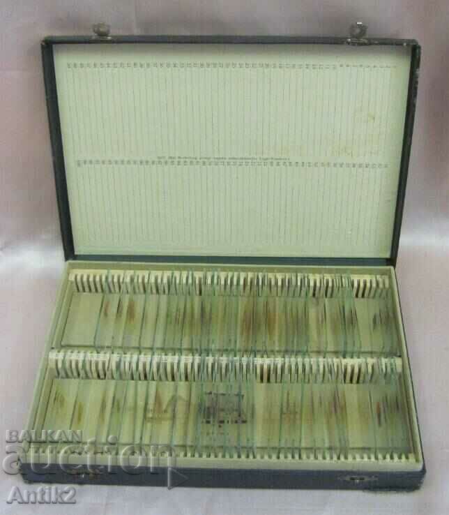 19th century Microscopic Preparations in original box