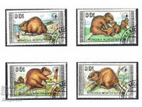 1989. Mongolia. Beavers.