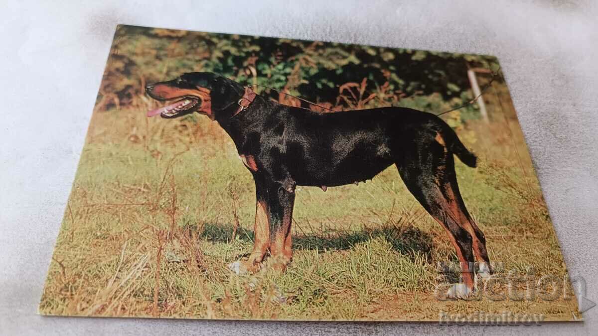 Postcard Bulgarian Ludogorsk Beagle