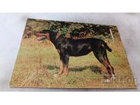 Carte poștală bulgară Ludogorsk Beagle