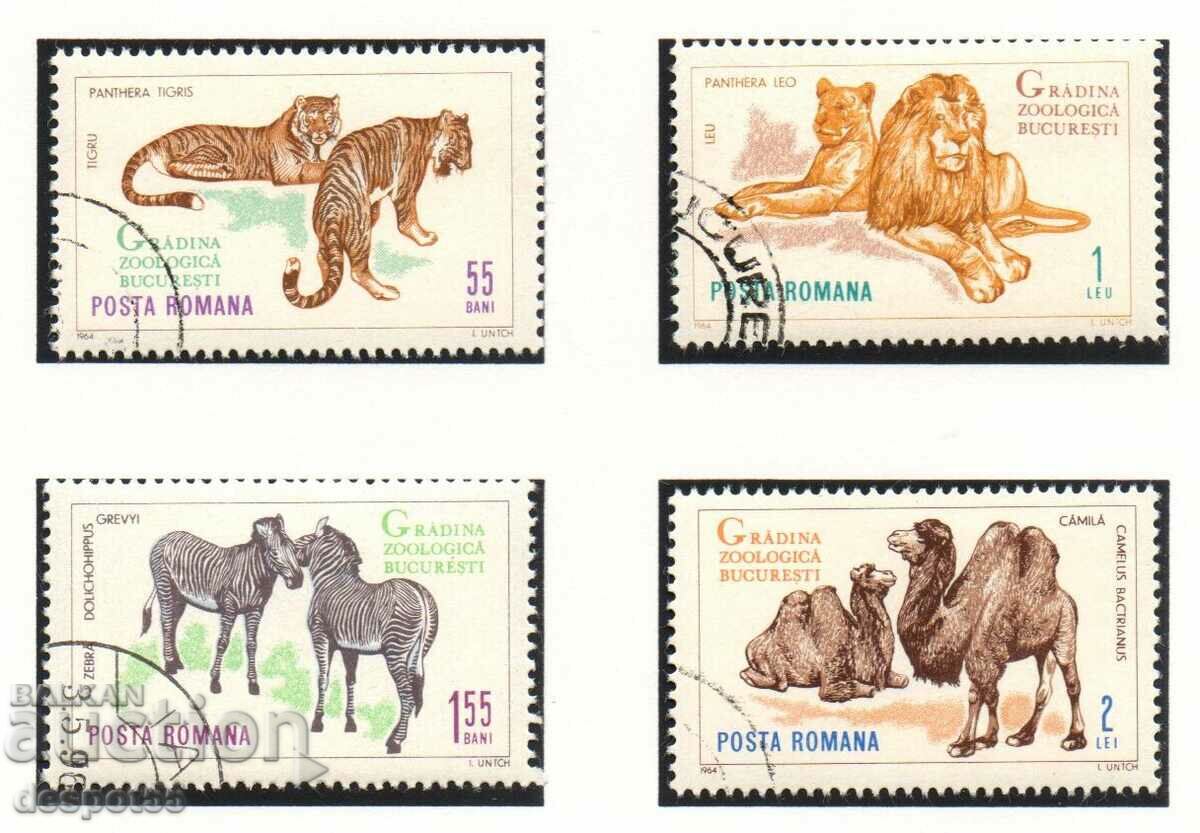1964. Румъния. Животни от зоологическата градина в Букурещ.