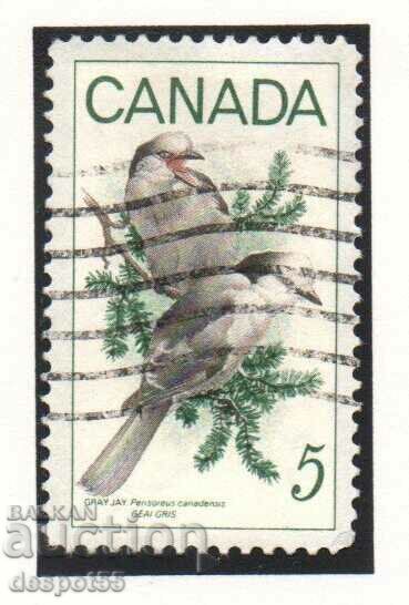 1968. Canada. Păsări - geai cenușii.