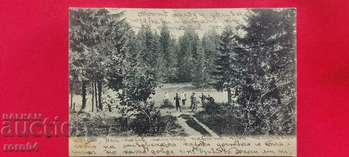 Delivery of CHAMKORIA - THE NURSERY - NOT DESCRIBED IN THE CATALOG Delivery of CHAMKORIA - THE NURSERY - NOT DESCRIBED IN THE CATALOG