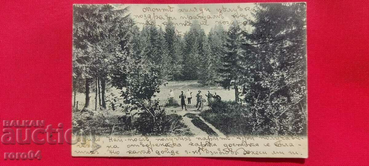 CHAMKORIA - PEPIÑA - NU ESTE DESCRIS IN CATALOG