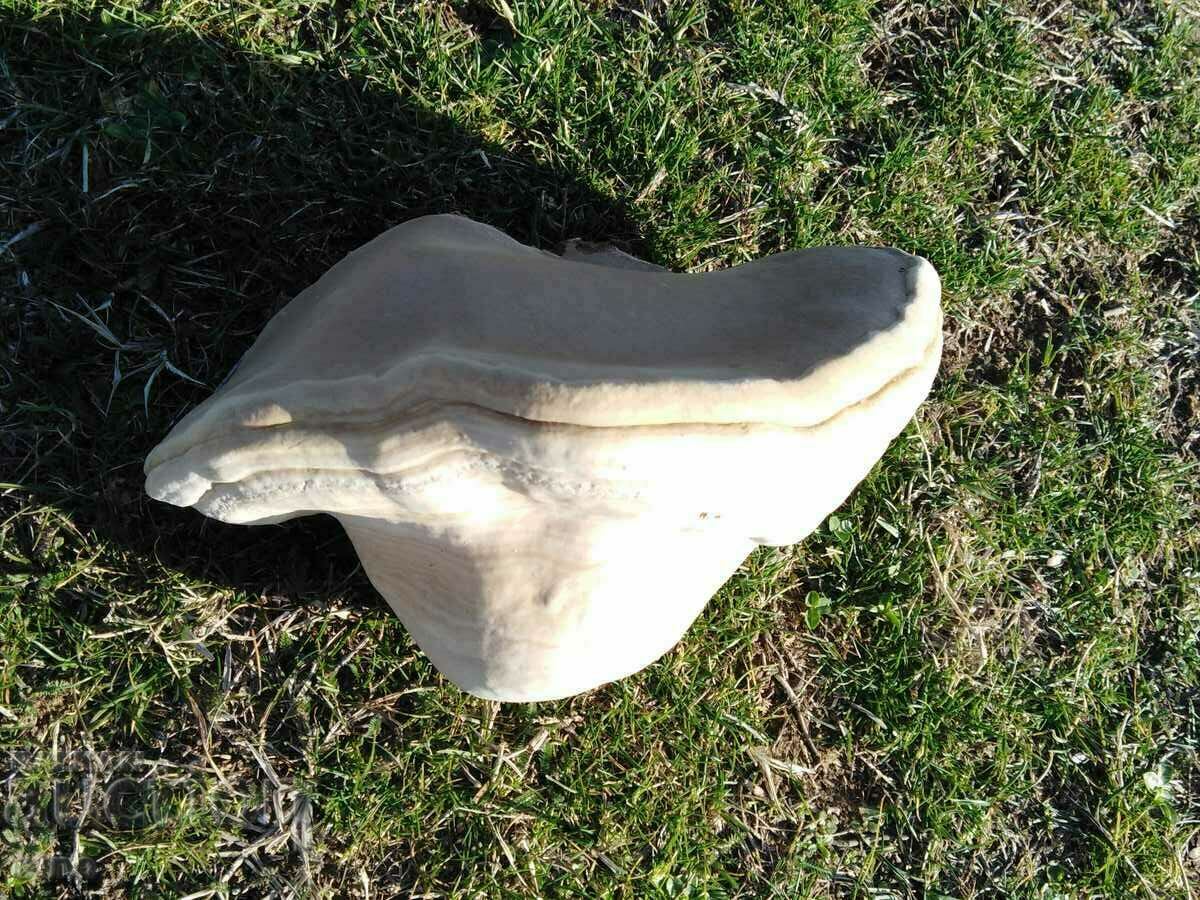 Delivery of WOODEN SPONGE FOR DECORATION Delivery of WOODEN SPONGE FOR DECORATION