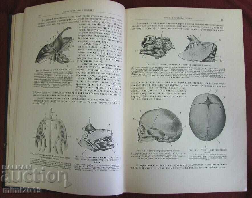 Auction  1938 Human Anatomy Russia
