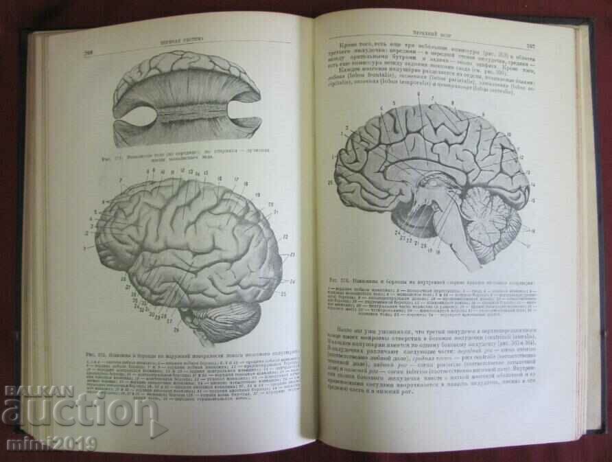 1938 Human Anatomy Russia - 7