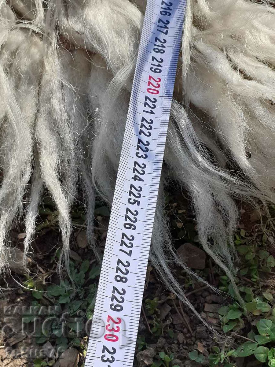 Old Guber kitenik 100% natural wool - 6 Old Guber kitenik 100% natural wool - 6
