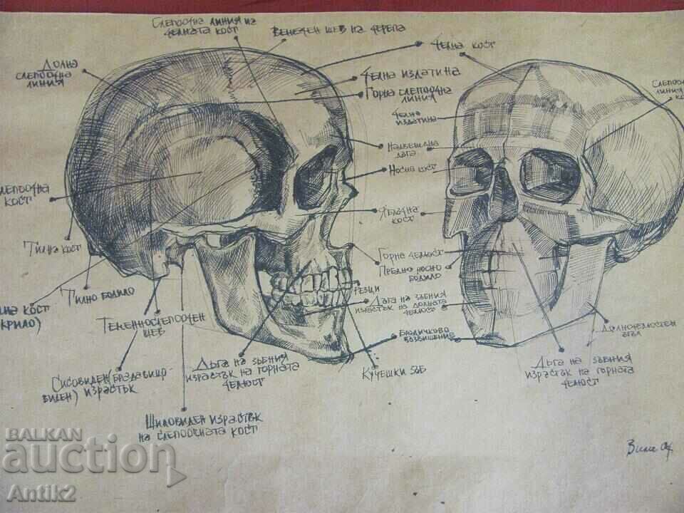 Vintich Original Painting - Human Skull with price 120.00 BGN | € 61.36 Vintich Original Painting - Human Skull with price 120.00 BGN | € 61.36