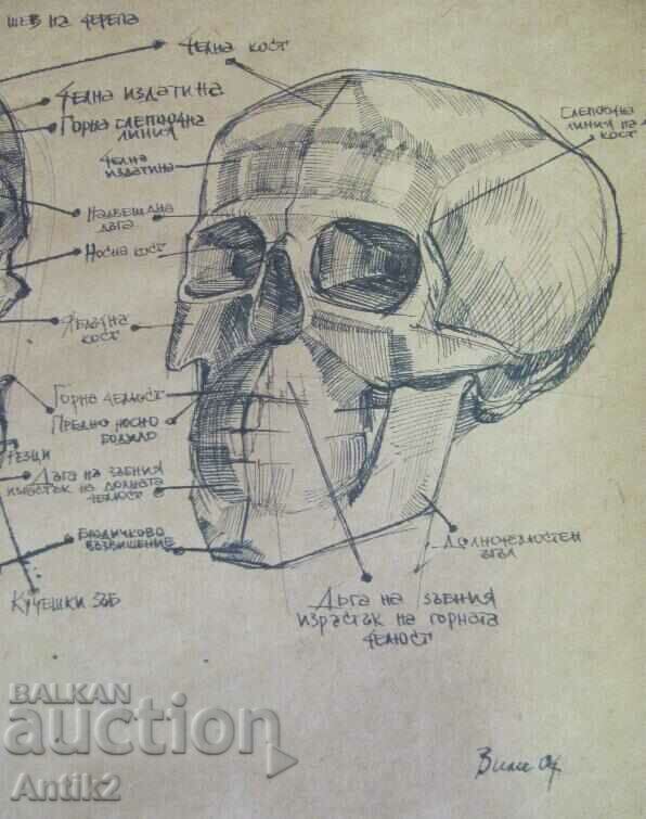 Auction Vintich Original Painting - Human Skull Auction Vintich Original Painting - Human Skull