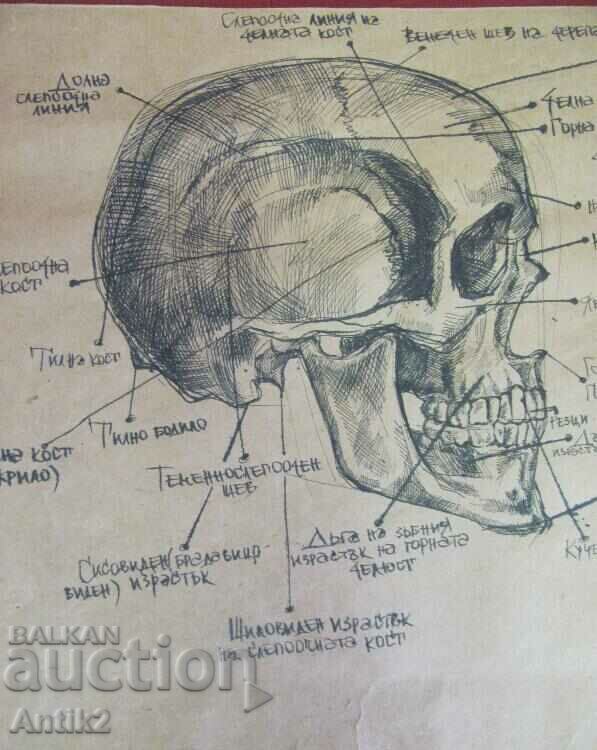 Delivery of Vintich Original Painting - Human Skull Delivery of Vintich Original Painting - Human Skull