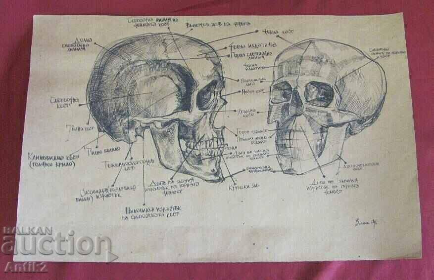 Vintich Original Painting - Human Skull - 6 Vintich Original Painting - Human Skull - 6